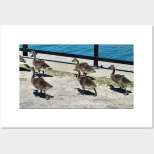 A Family Of Canada Goose Goslings Posters and Art